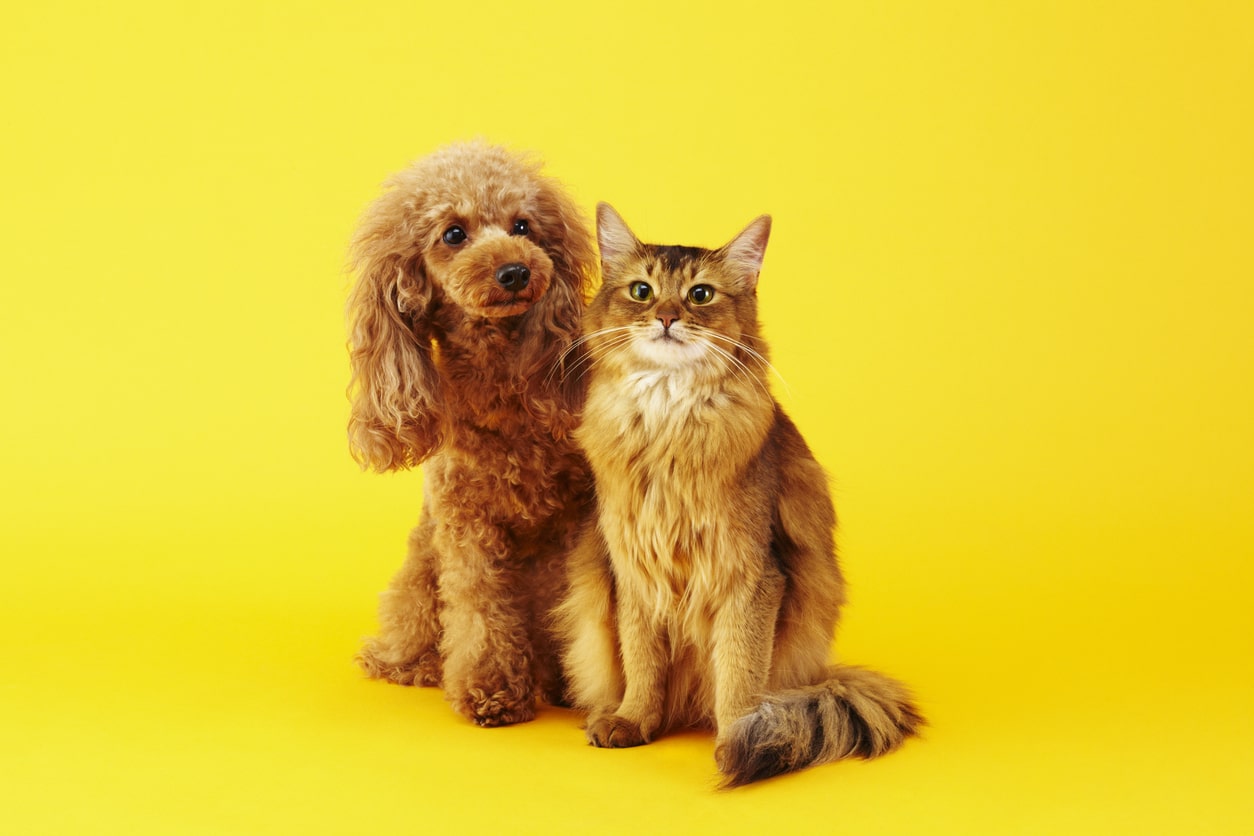 assurance sante animaux