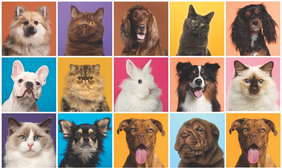 Assurance santé animaux